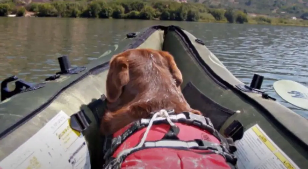 7 Best Inflatable Kayak for Dogs (March 2024) - FloatingKayaks