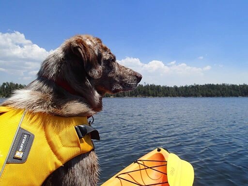 how to train dog for kayaking - dog on a kayak