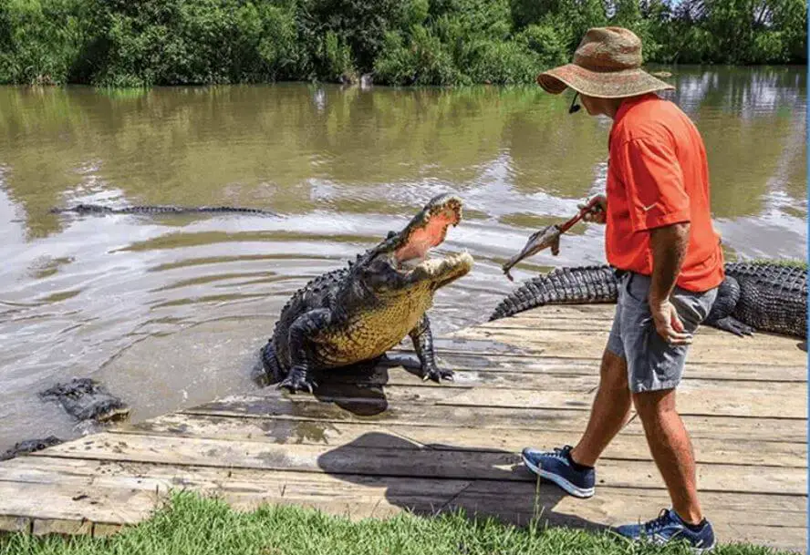 kayaking with alligators