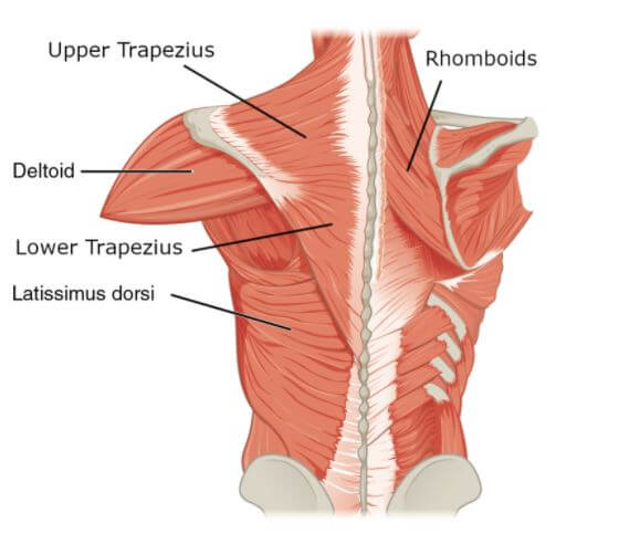 What Muscles Does Kayaking Work 