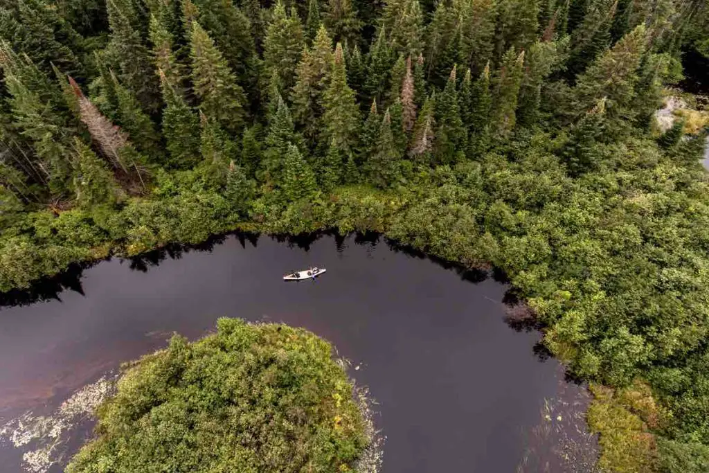 Wild Forest Canada aearial view of kayak kayaking or canoe canoeing boat on a river into a lake birds eye view veins mother nature pine tree.