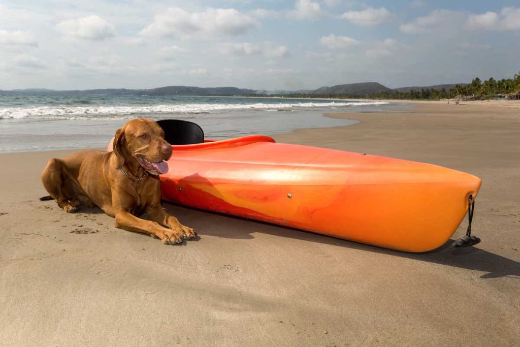 standup paddleboards are usually better for dogs