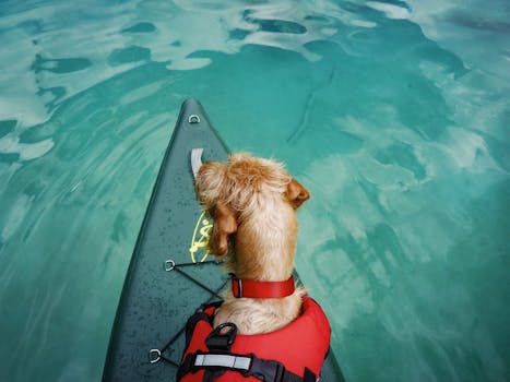 Brown dog in a red life vest sits on a paddleboard floating on clear blue water.