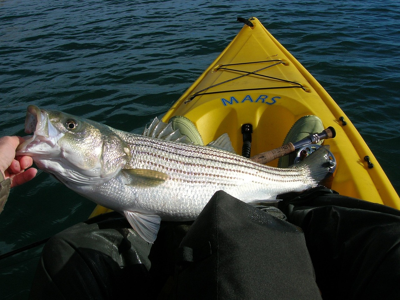 fishing, striped bass, fish, kayak, fisher, striped bass, striped bass, striped bass, striped bass, striped bass