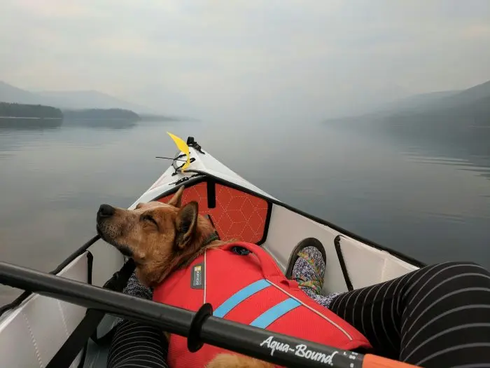 Relaxing kayaking trip on a foggy lake in Glacier National Park with a canine companion.