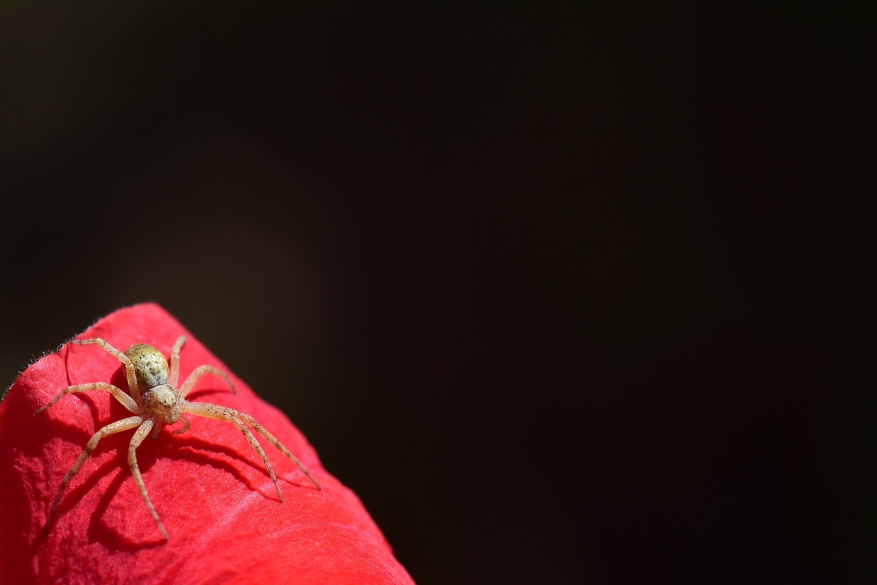 spider, small, small spider, close up, arachnids, blossom, bloom, red, baby spider, young, running, crawl, beautiful