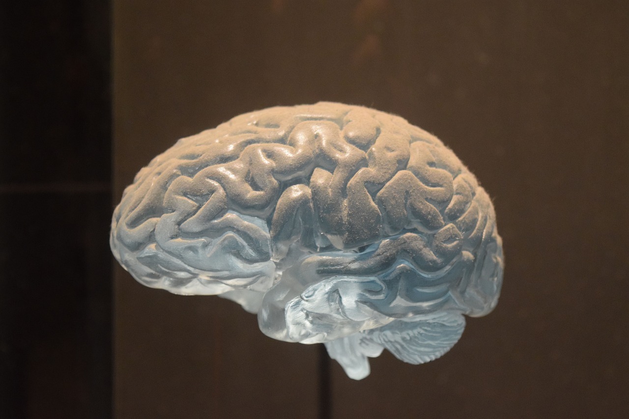 brain, reflection, spirit, grey matter, new york, museum, neurology, medicine, mental, psychology, brain, brain, neurology, neurology, neurology, neurology, neurology