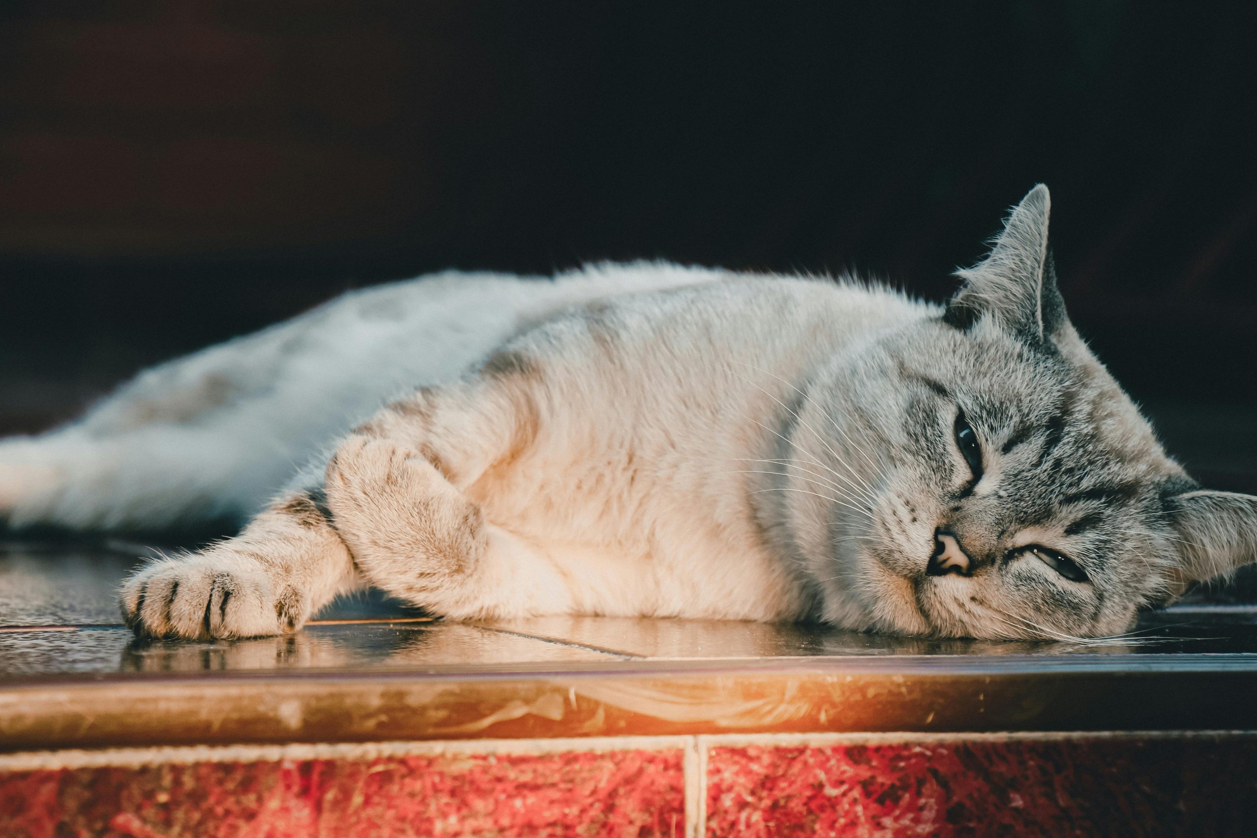Close-up of a relaxed cat lounging on a sunlit indoor floor, showcasing its serene demeanor.